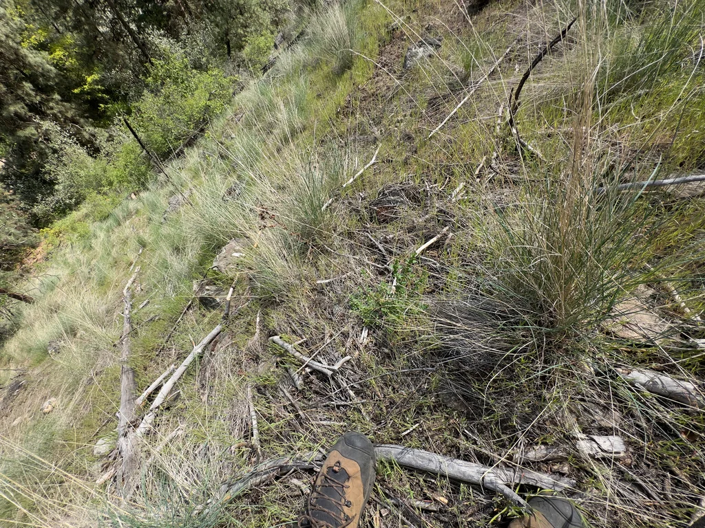 Pseudoroegneria Spicata