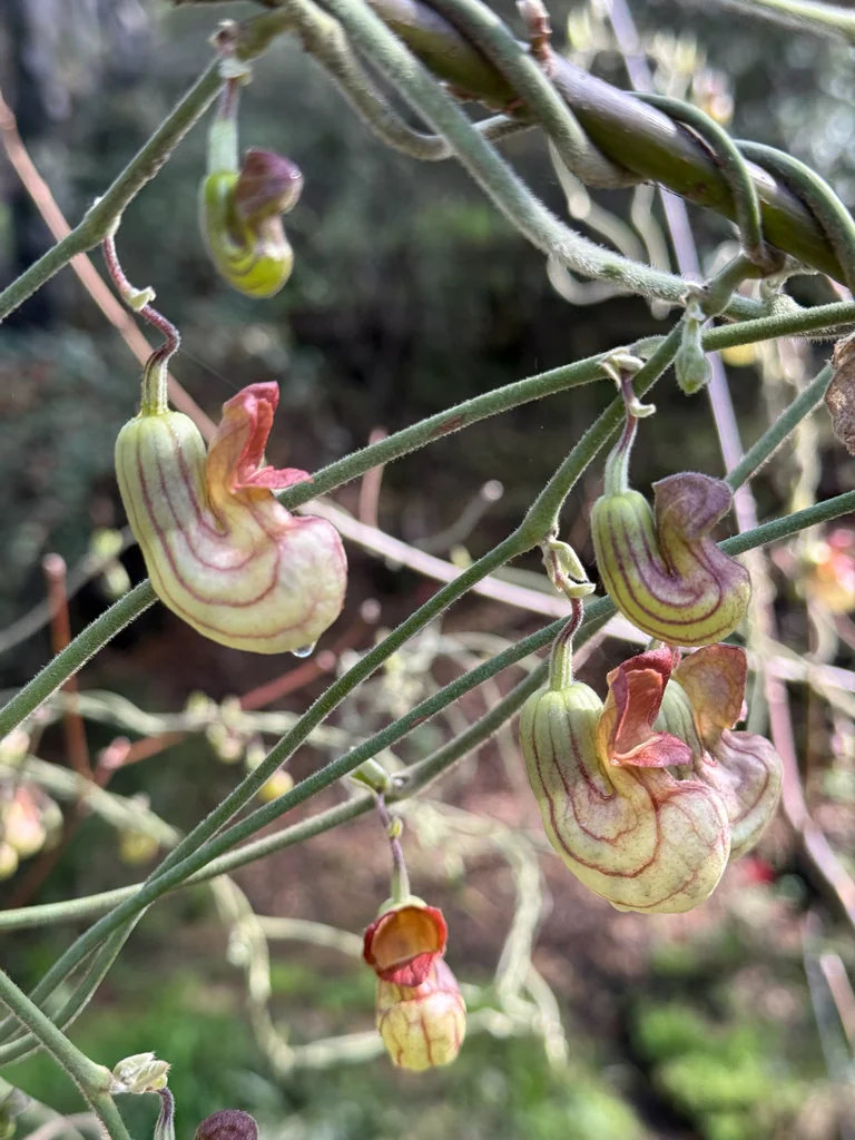 Aristolochia Californica