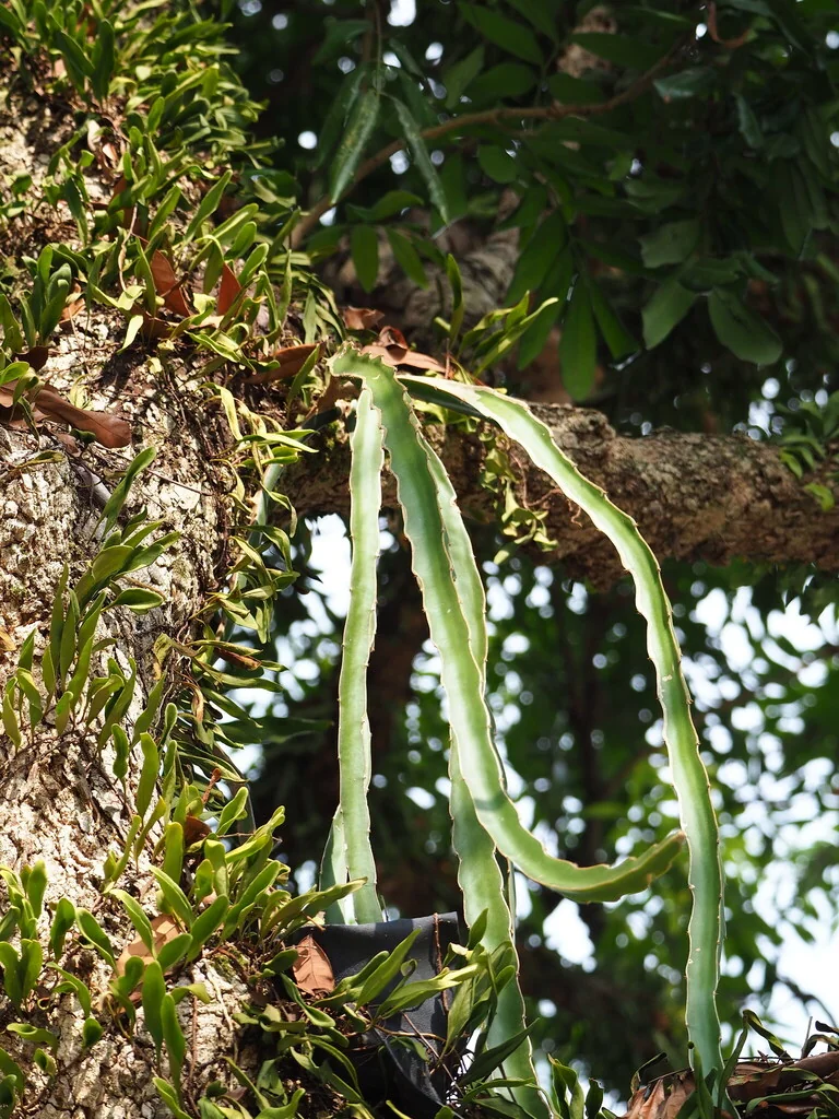 Hylocereus Undatus