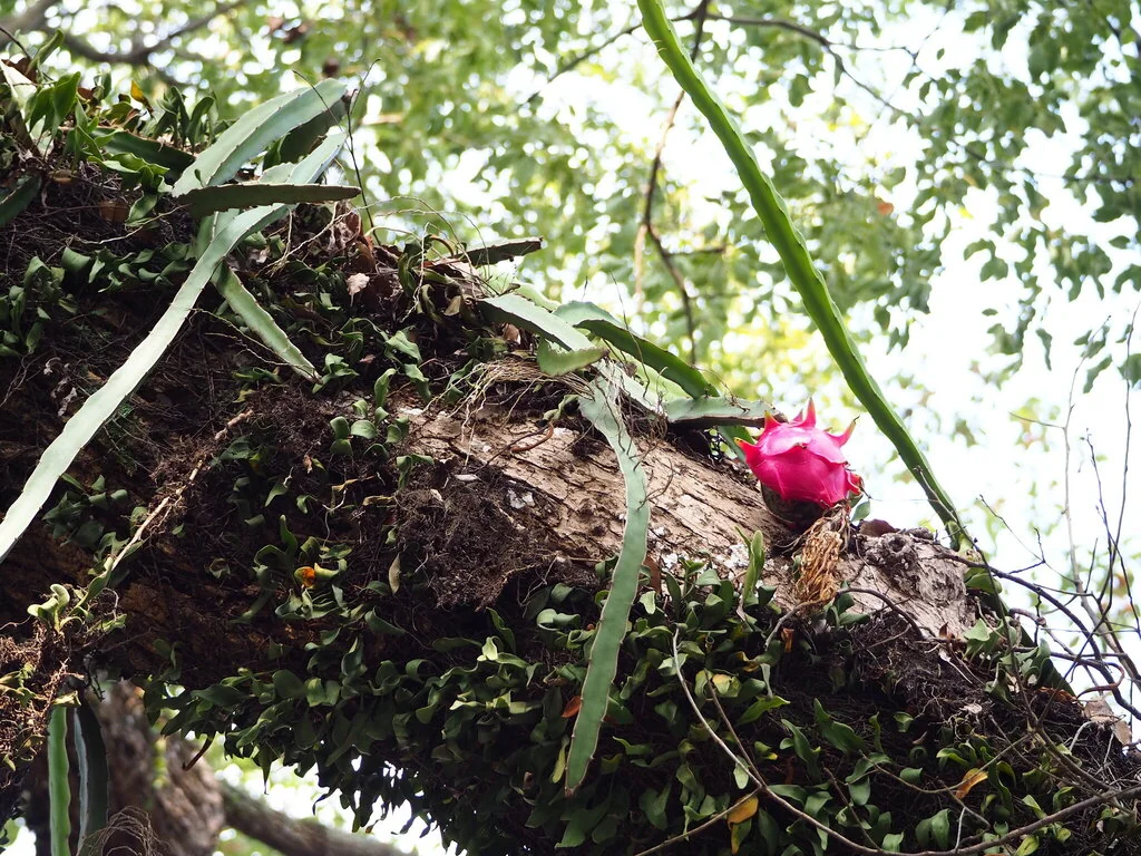 Hylocereus Undatus