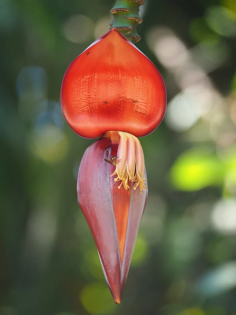 Musa X Paradisiaca