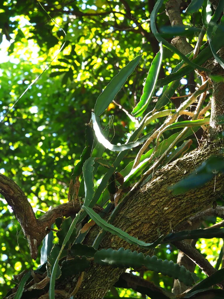 Hylocereus Undatus