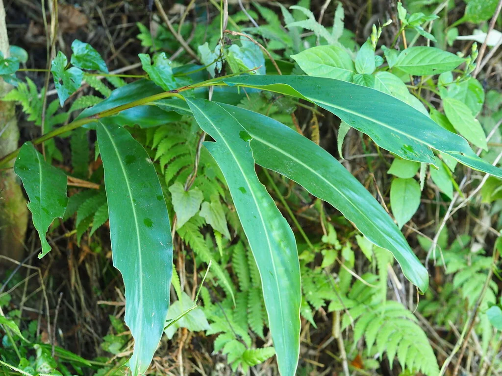 Alpinia Zerumbet