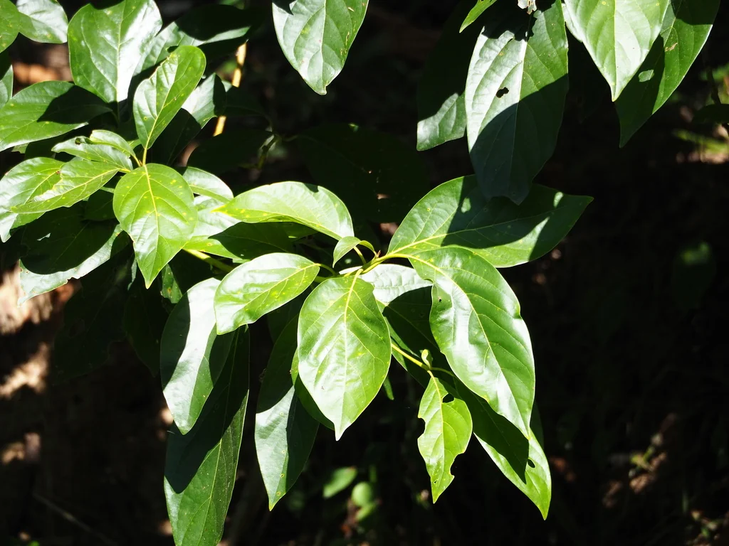 Persea Americana