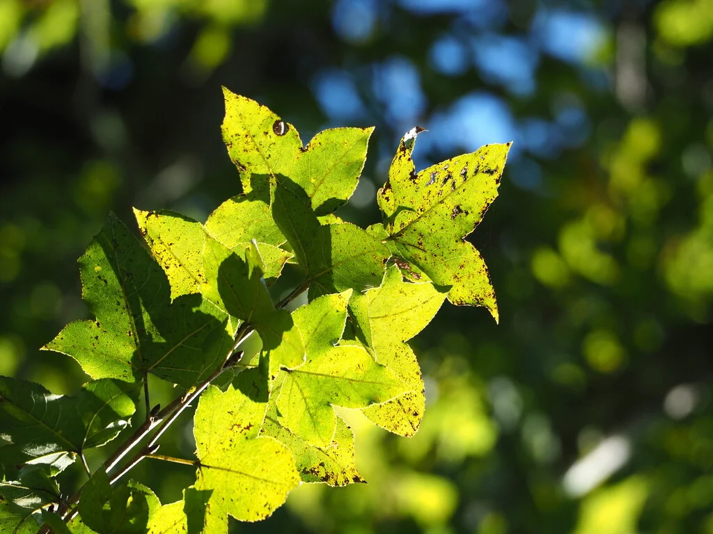 Liquidambar Formosana