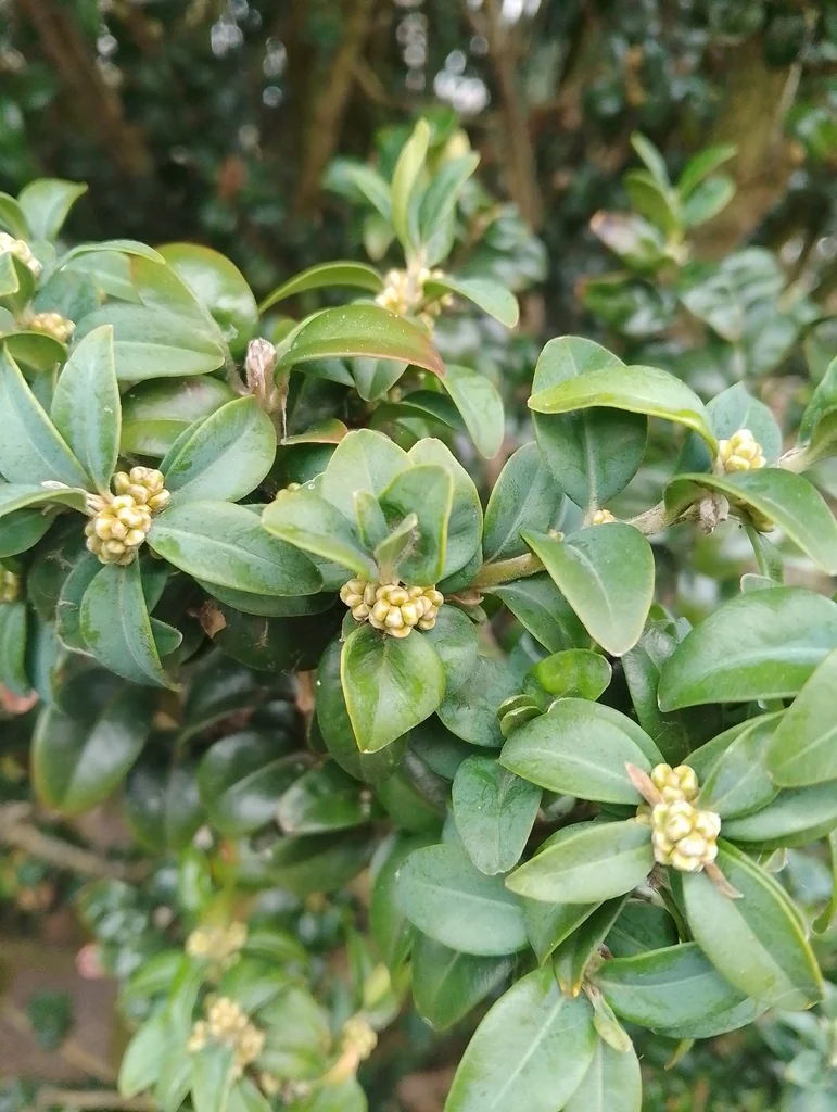 Buxus sempervirens