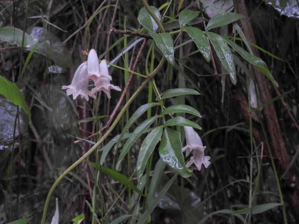 Pandorea Pandorana