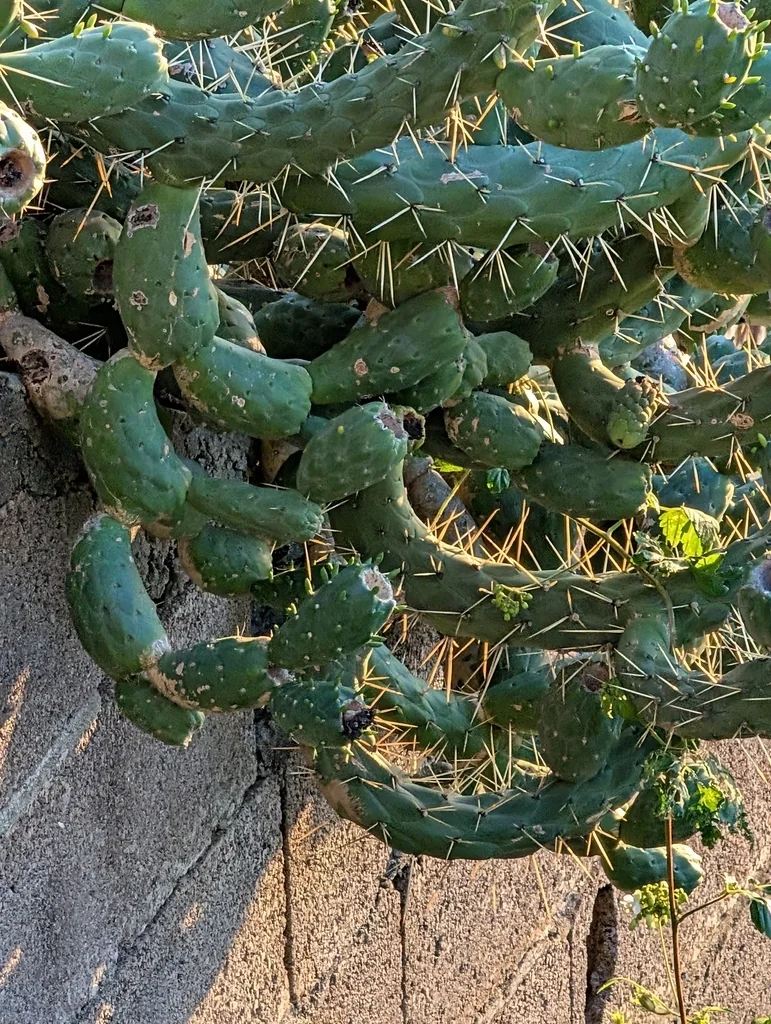 Opuntia Subulata
