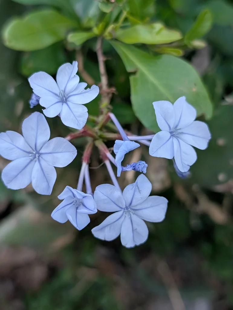 Plumbago Auriculata