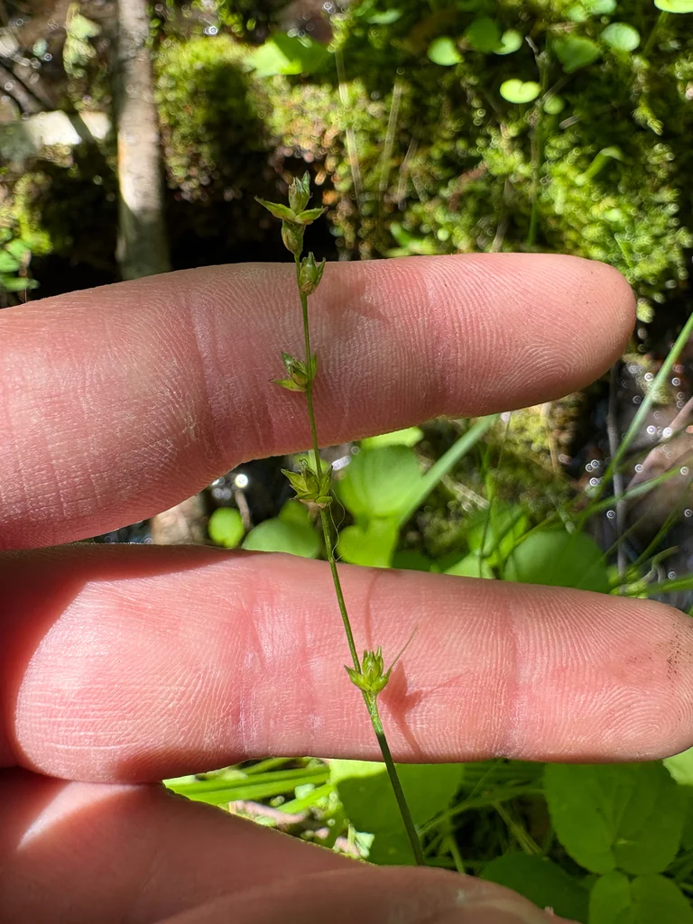 Carex Radiata