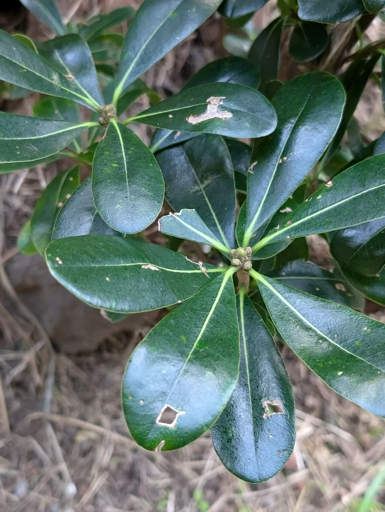 Pittosporum Tobira