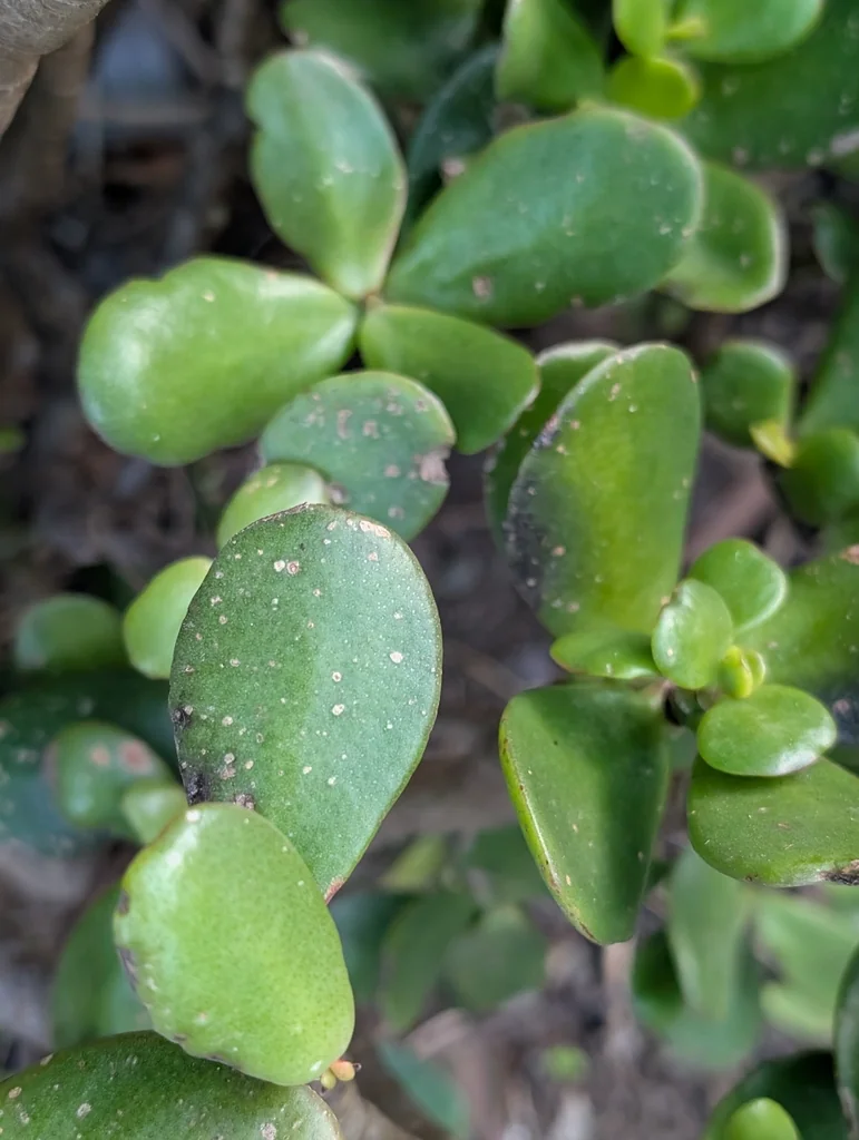 Crassula Ovata