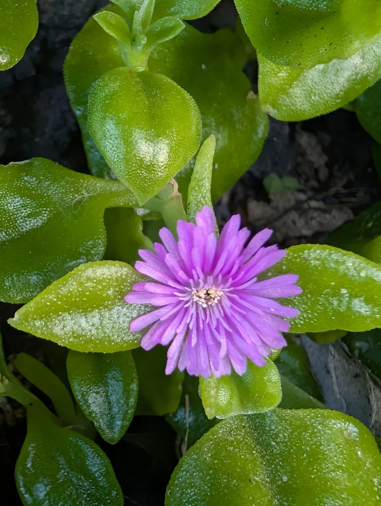 Aptenia cordifolia