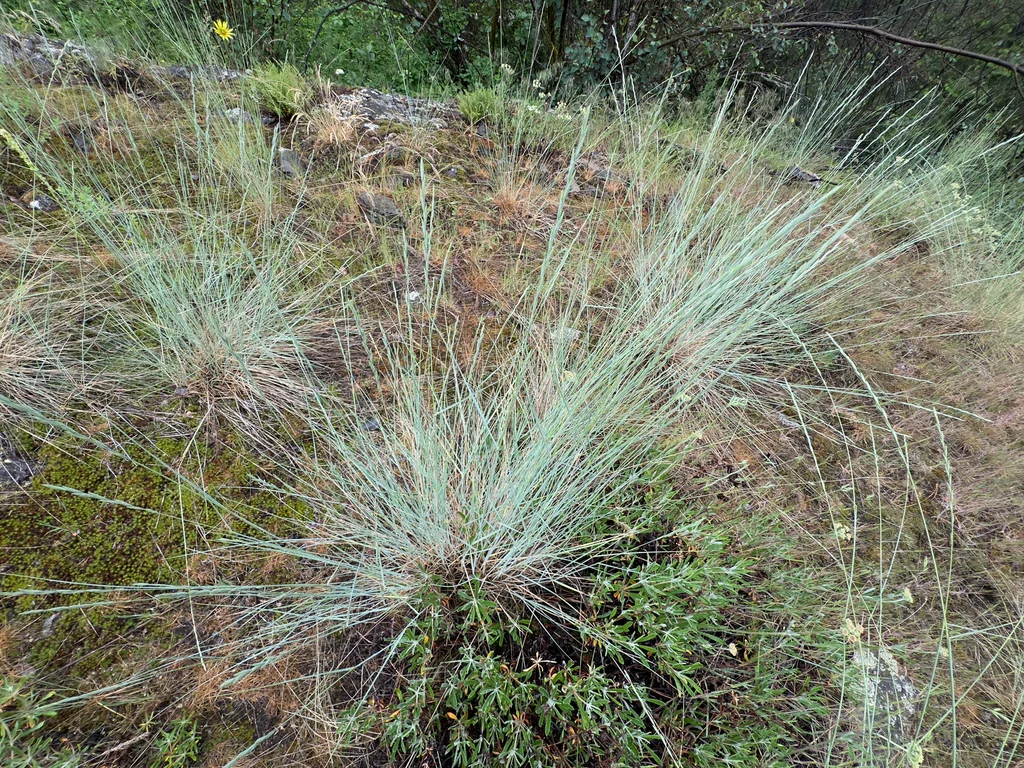 Pseudoroegneria Spicata