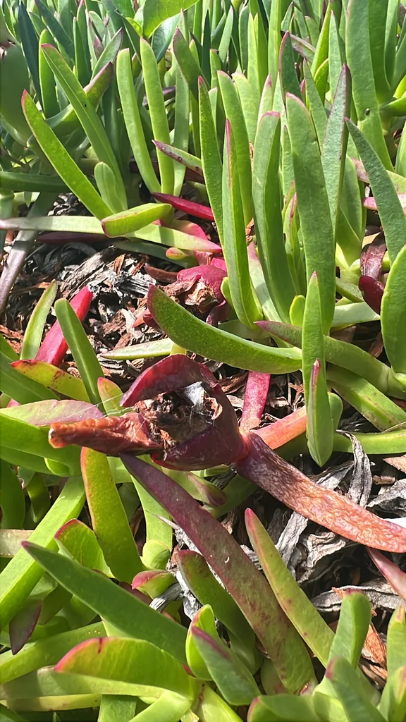 Carpobrotus Edulis