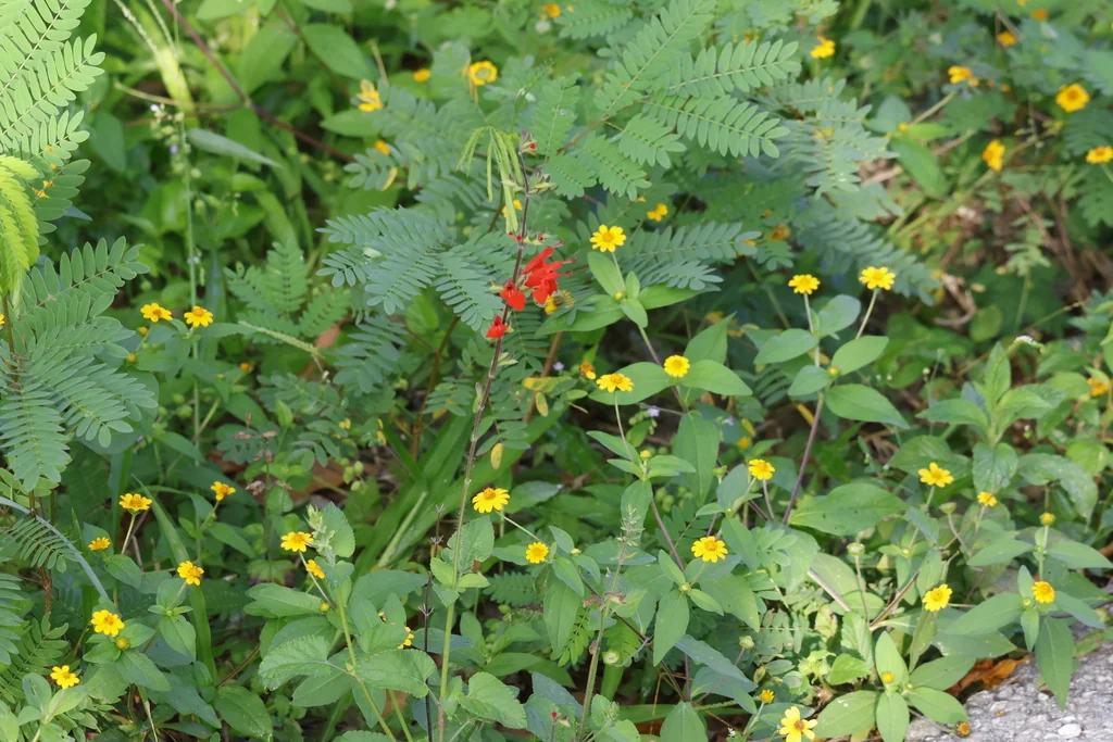 Salvia coccinea