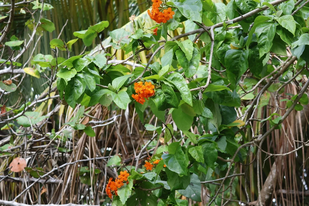 Cordia Sebestena