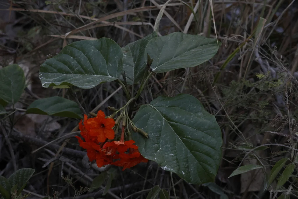 Cordia Sebestena