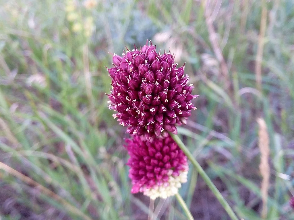Allium Sphaerocephalon