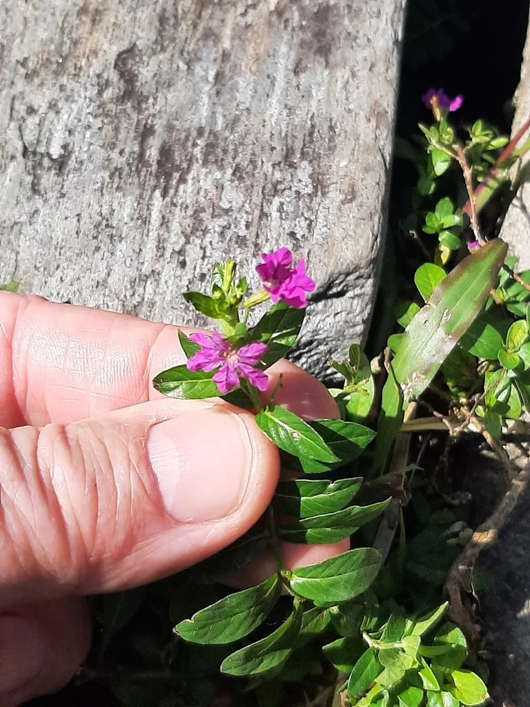 Cuphea Hyssopifolia