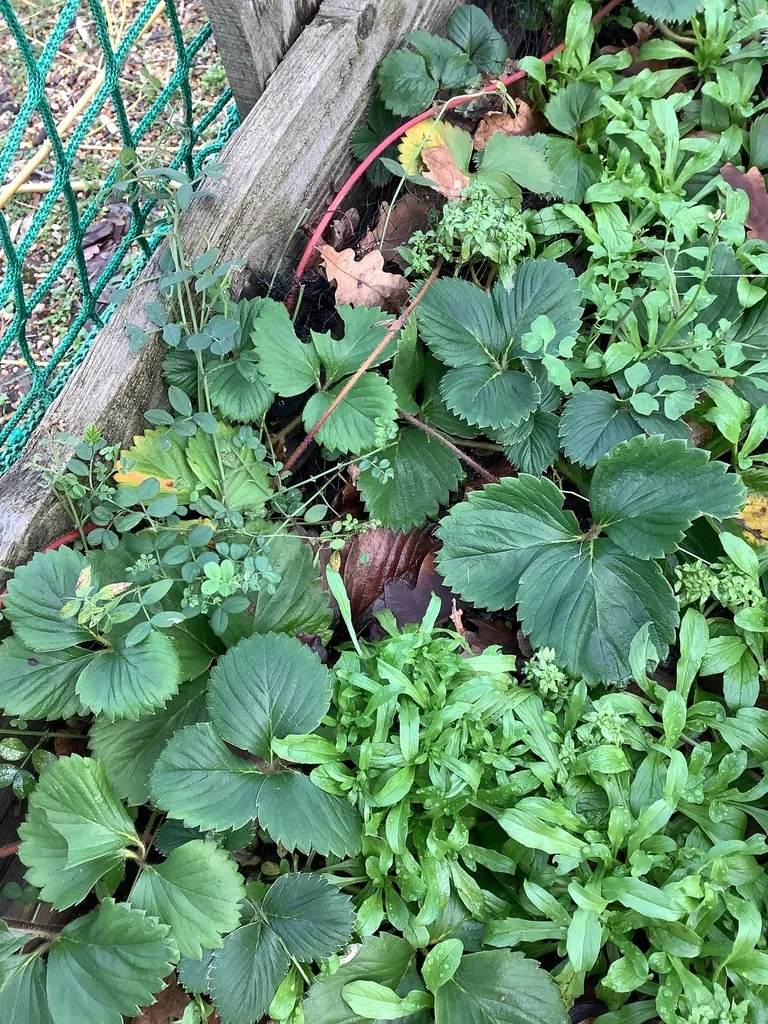 Fragaria ananassa