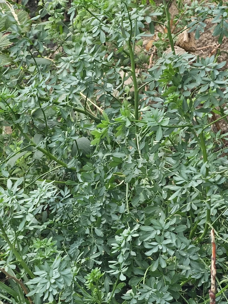 Ruta Graveolens