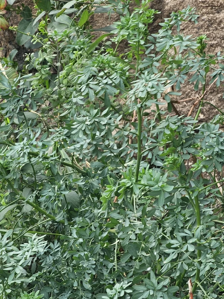 Ruta Graveolens