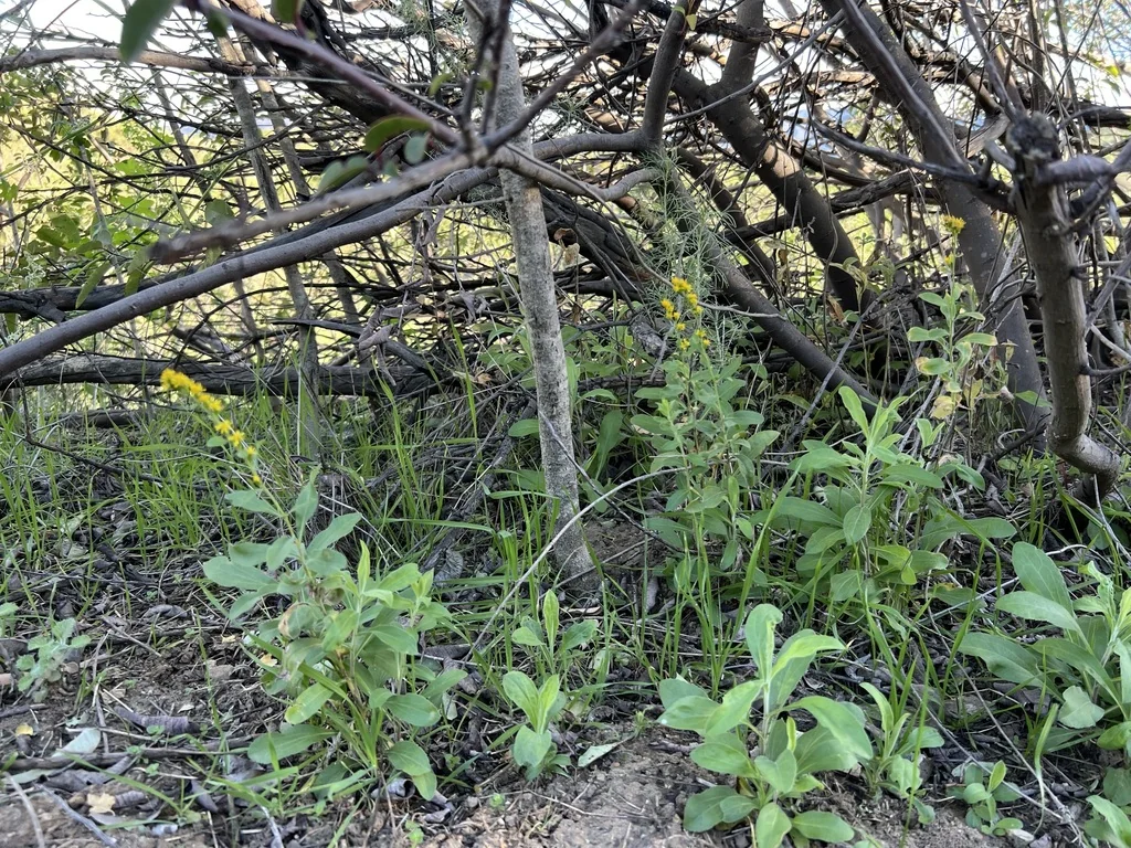 Solidago Californica