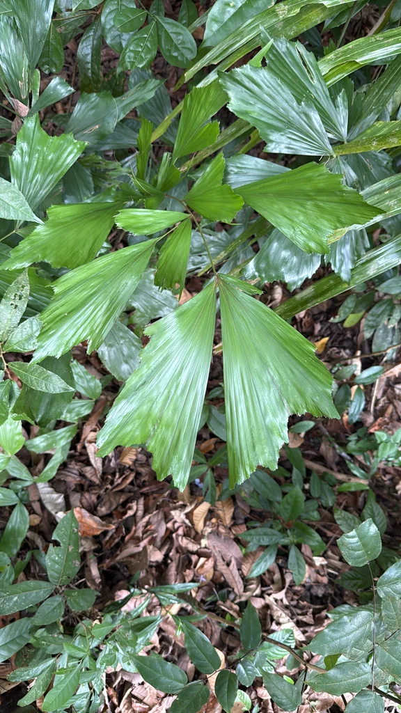 Caryota Mitis