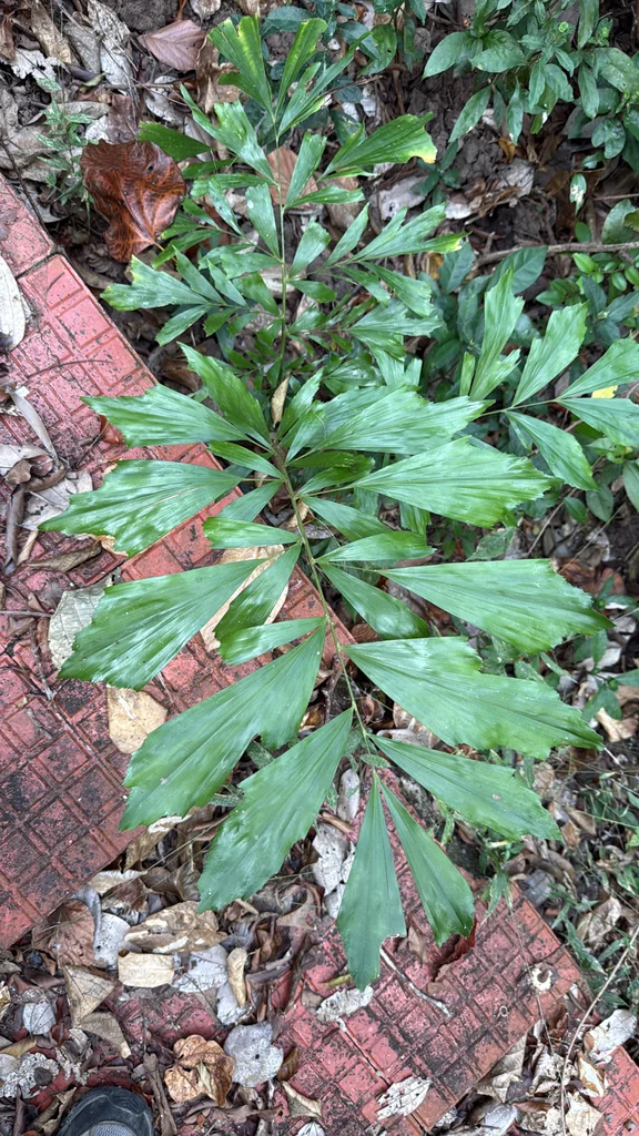 Caryota Mitis