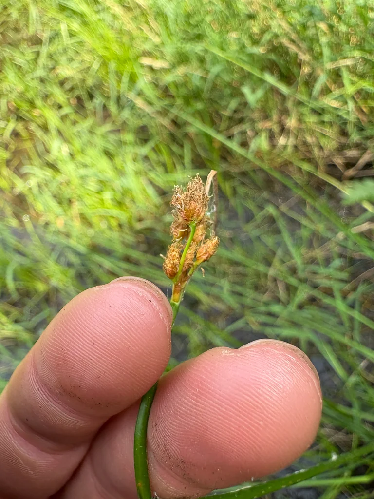 Scirpus Tabernaemontani