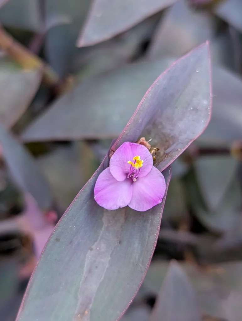 Tradescantia pallida