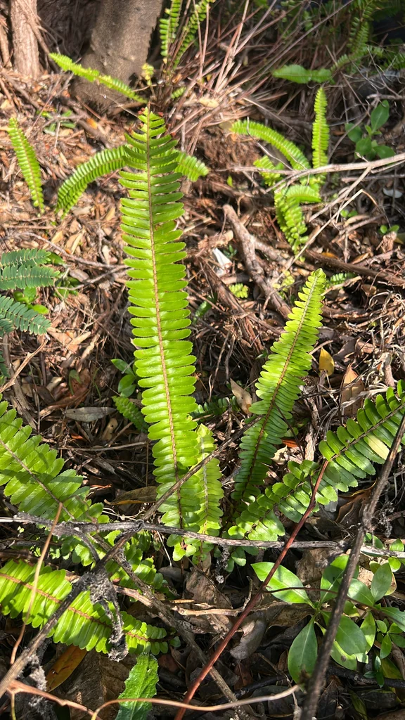 Nephrolepis cordifolia