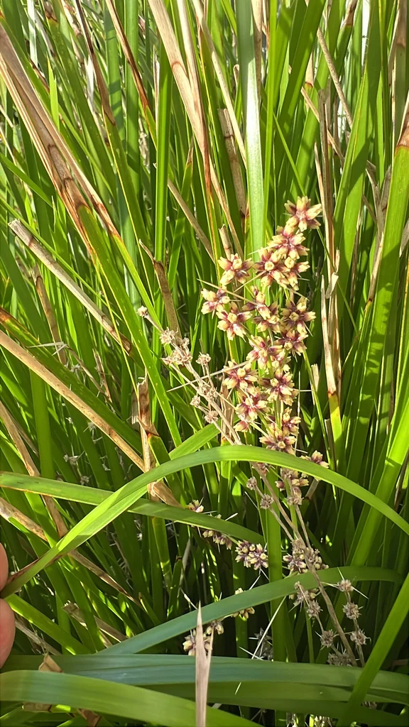 Lomandra Longifolia