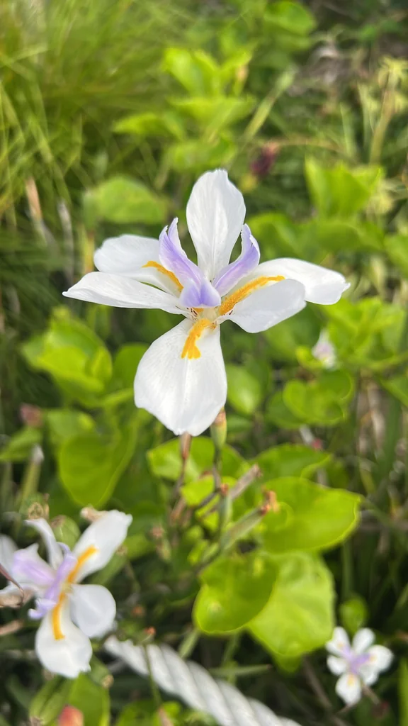 Dietes Grandiflora