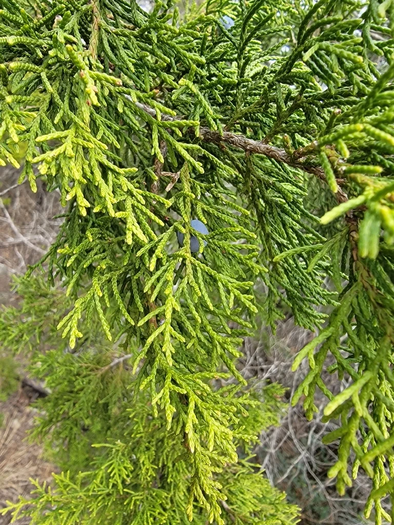 Juniperus Ashei