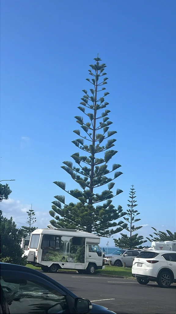 Araucaria Heterophylla