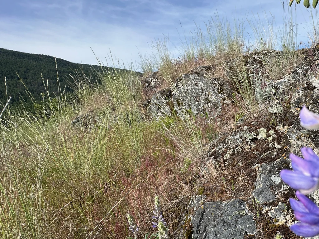 Pseudoroegneria Spicata