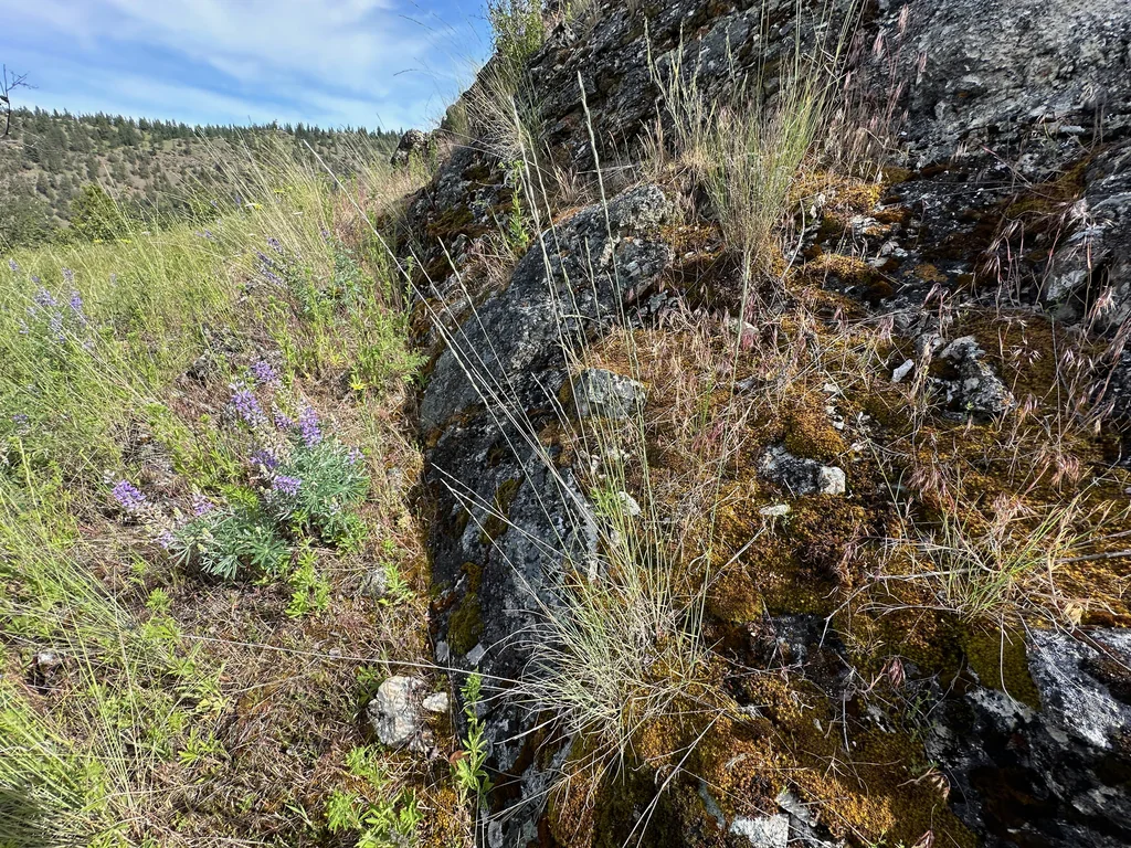 Pseudoroegneria Spicata