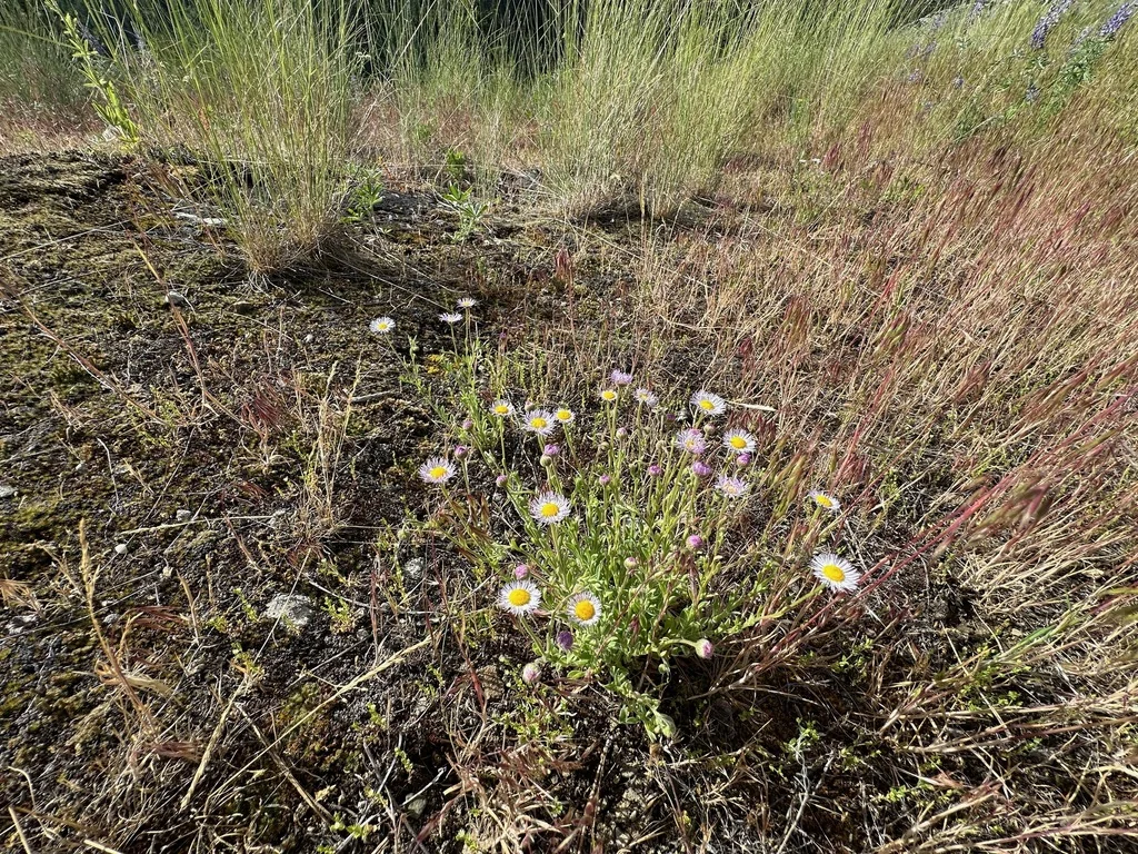 Erigeron Divergens