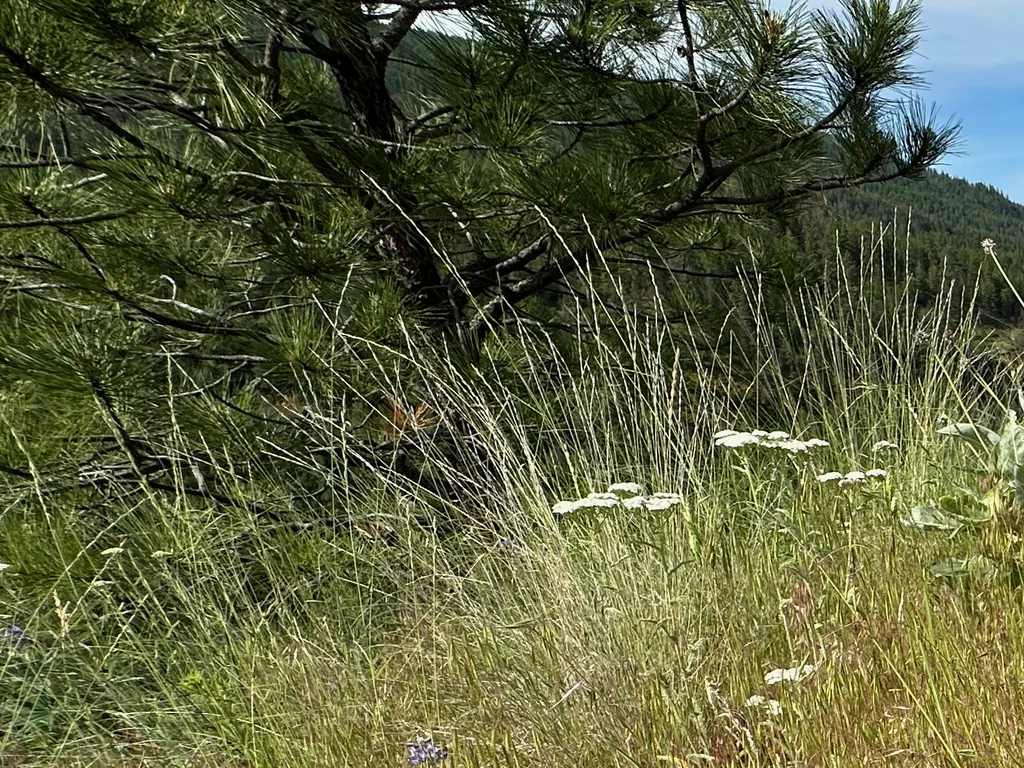 Pseudoroegneria Spicata