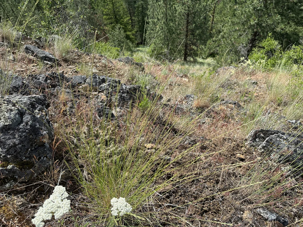 Pseudoroegneria Spicata