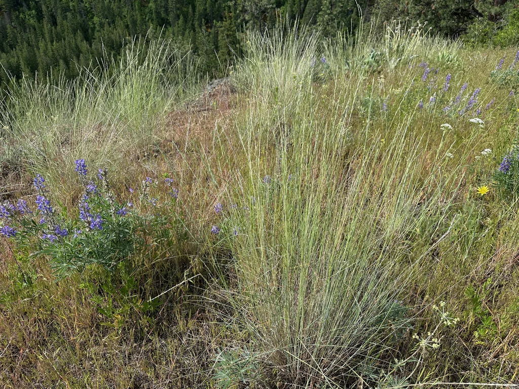Pseudoroegneria Spicata