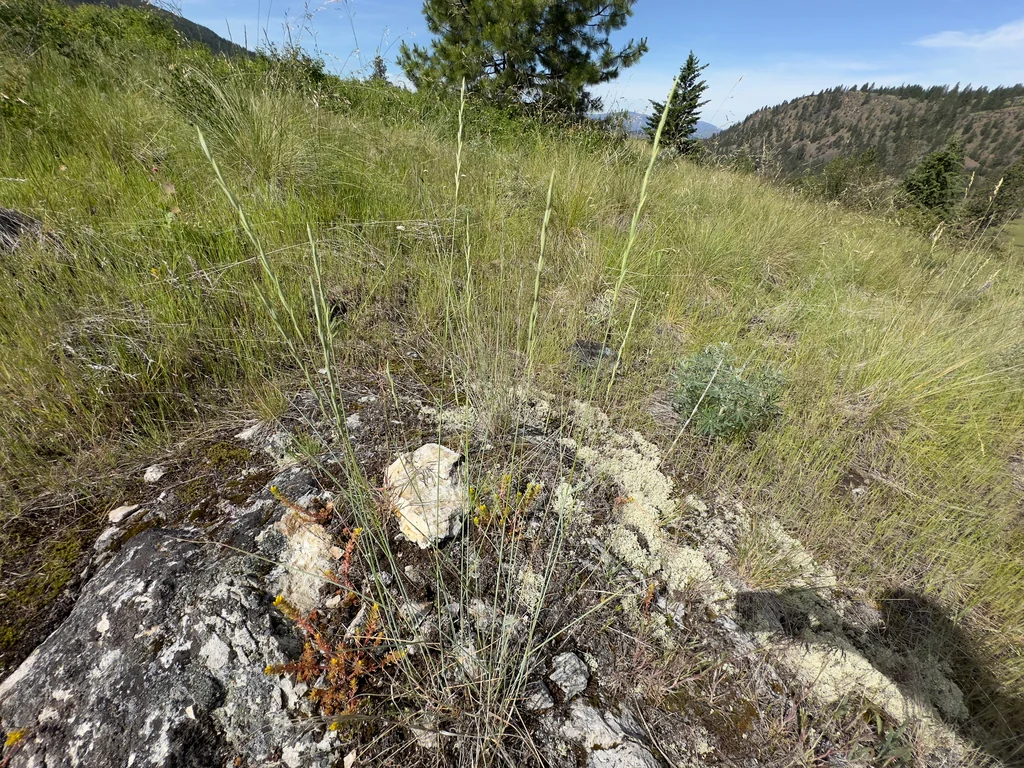 Pseudoroegneria Spicata