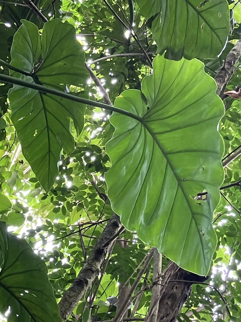 Philodendron Giganteum