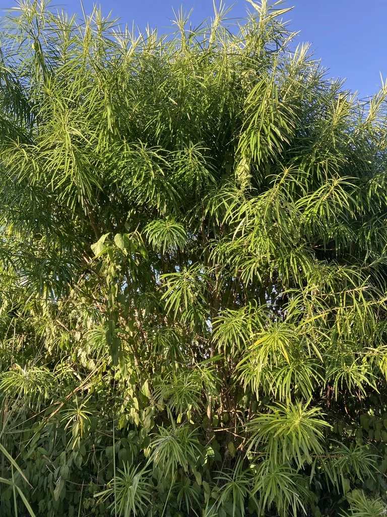Thevetia Peruviana