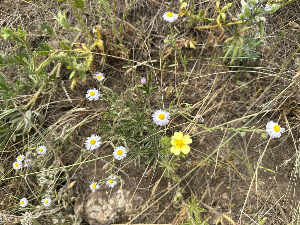 Erigeron Divergens