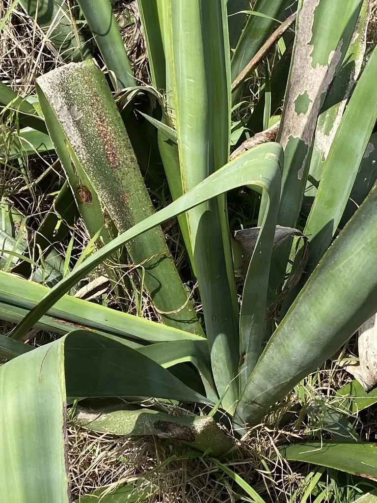 Agave Sisalana