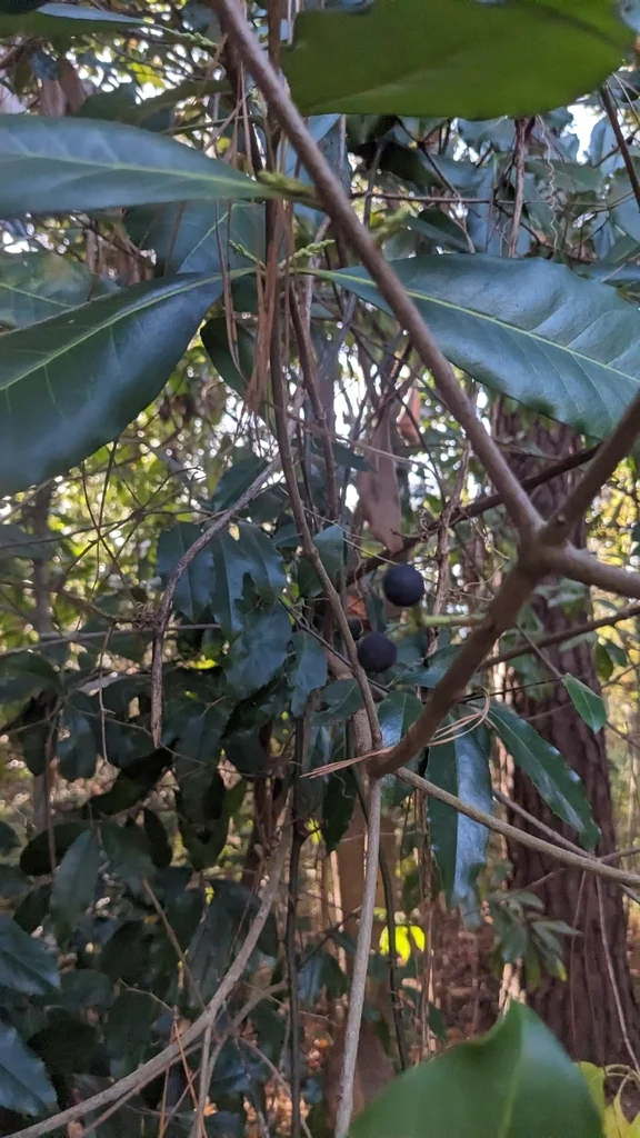 Osmanthus Americanus