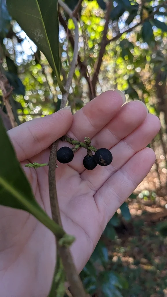 Osmanthus Americanus